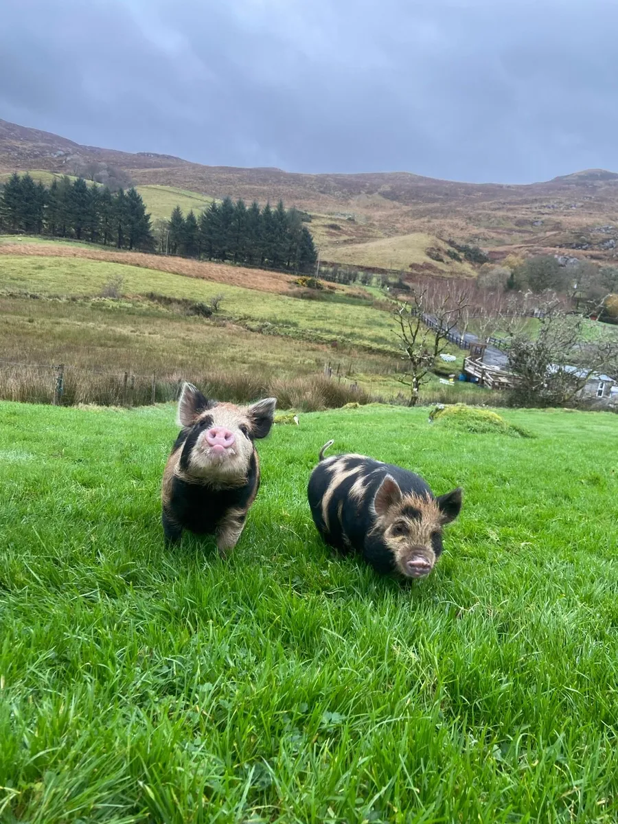 Kune kune piglets - Image 2