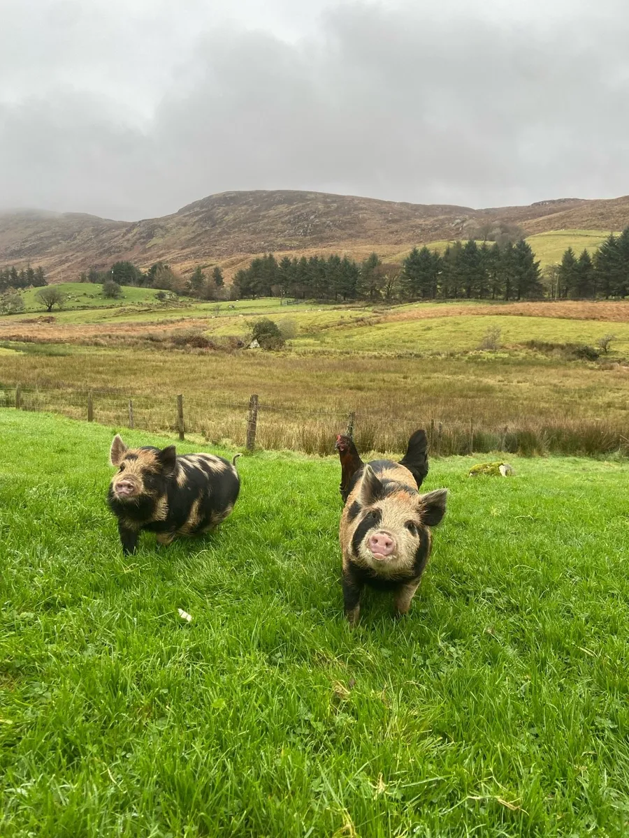 Kune kune piglets - Image 3