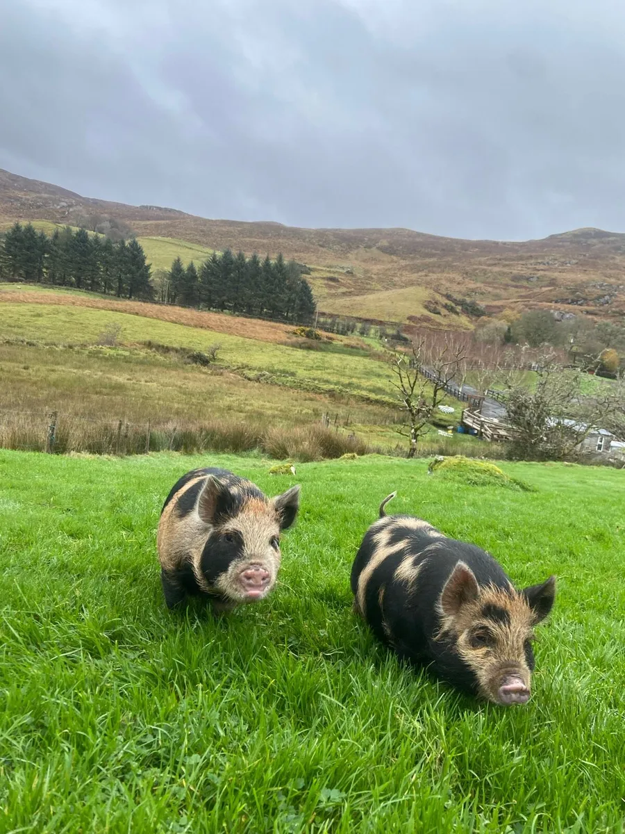 Kune kune piglets - Image 4