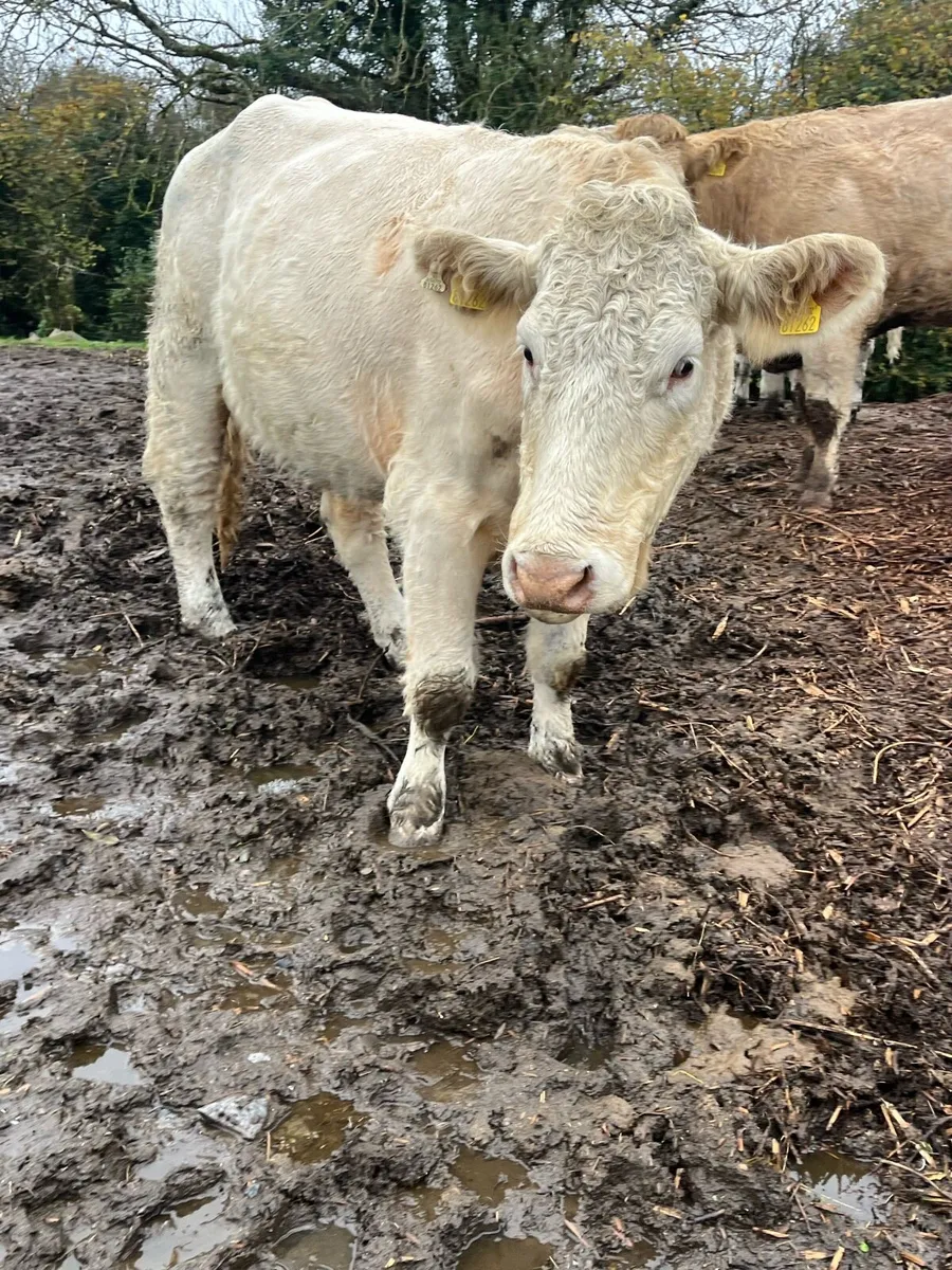 Cow and calf - Image 1