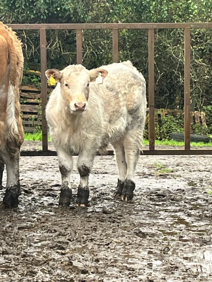 Cow and calf - Image 2