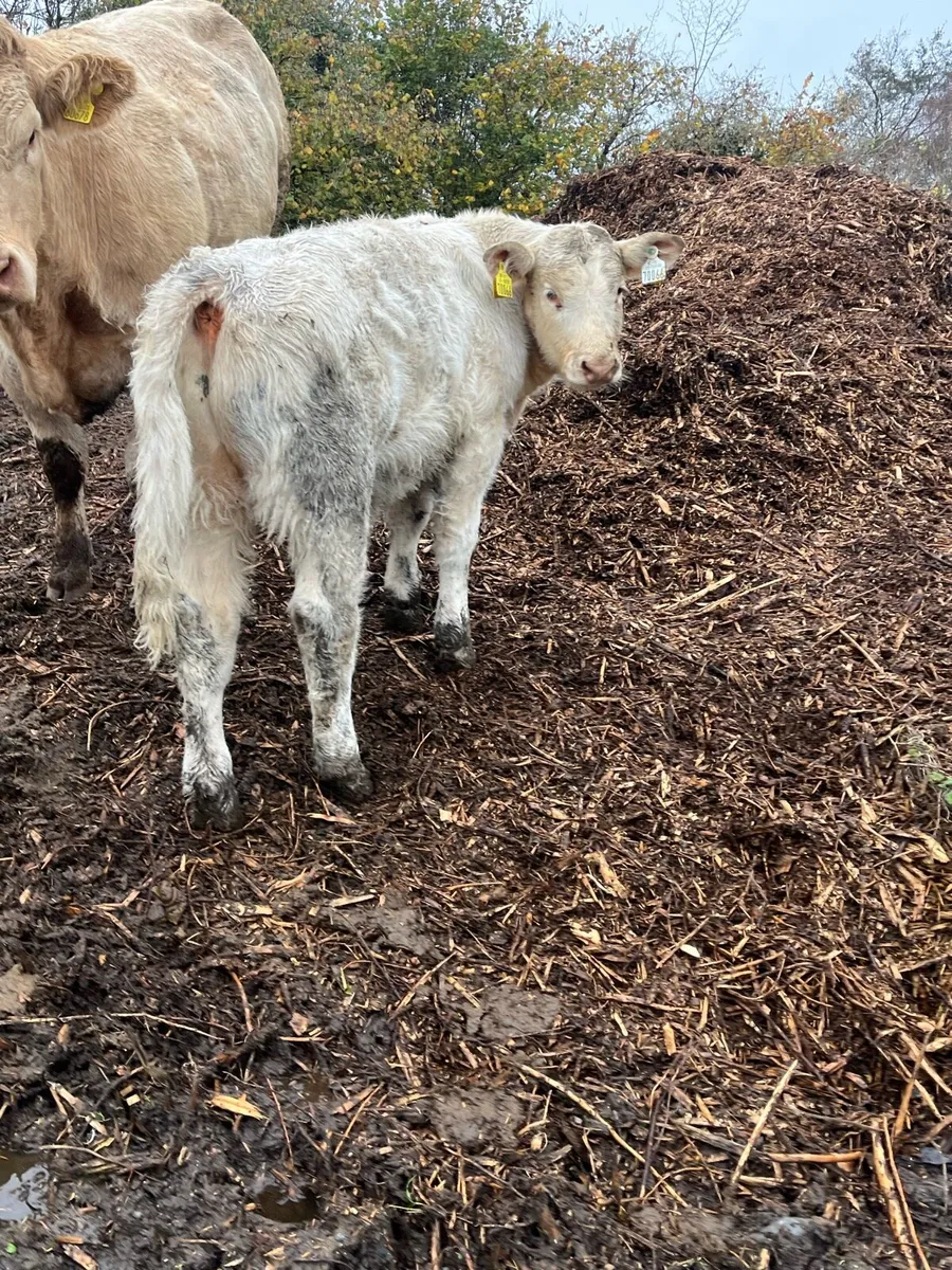 Cow and calf - Image 3