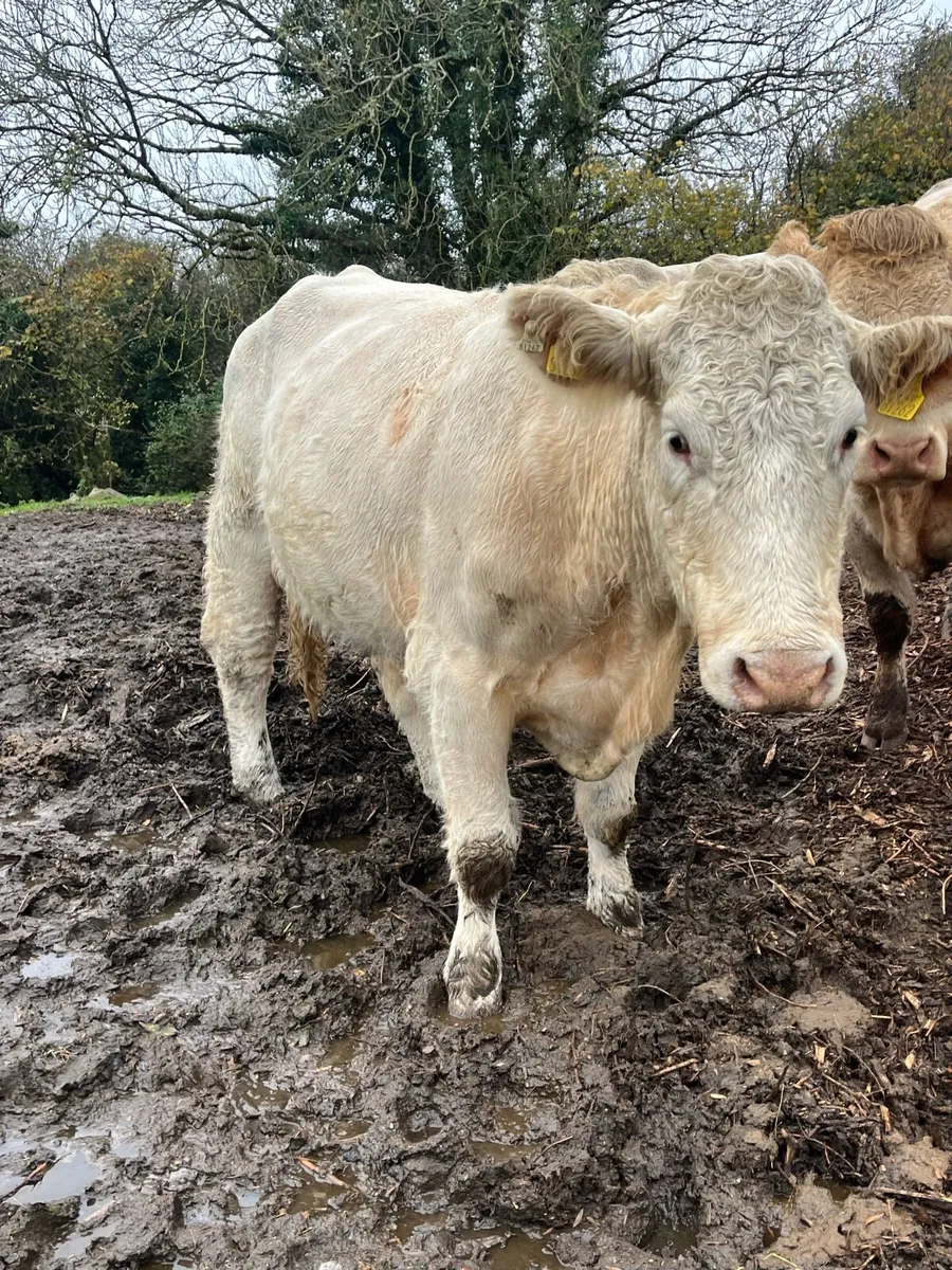 Cow and calf - Image 4