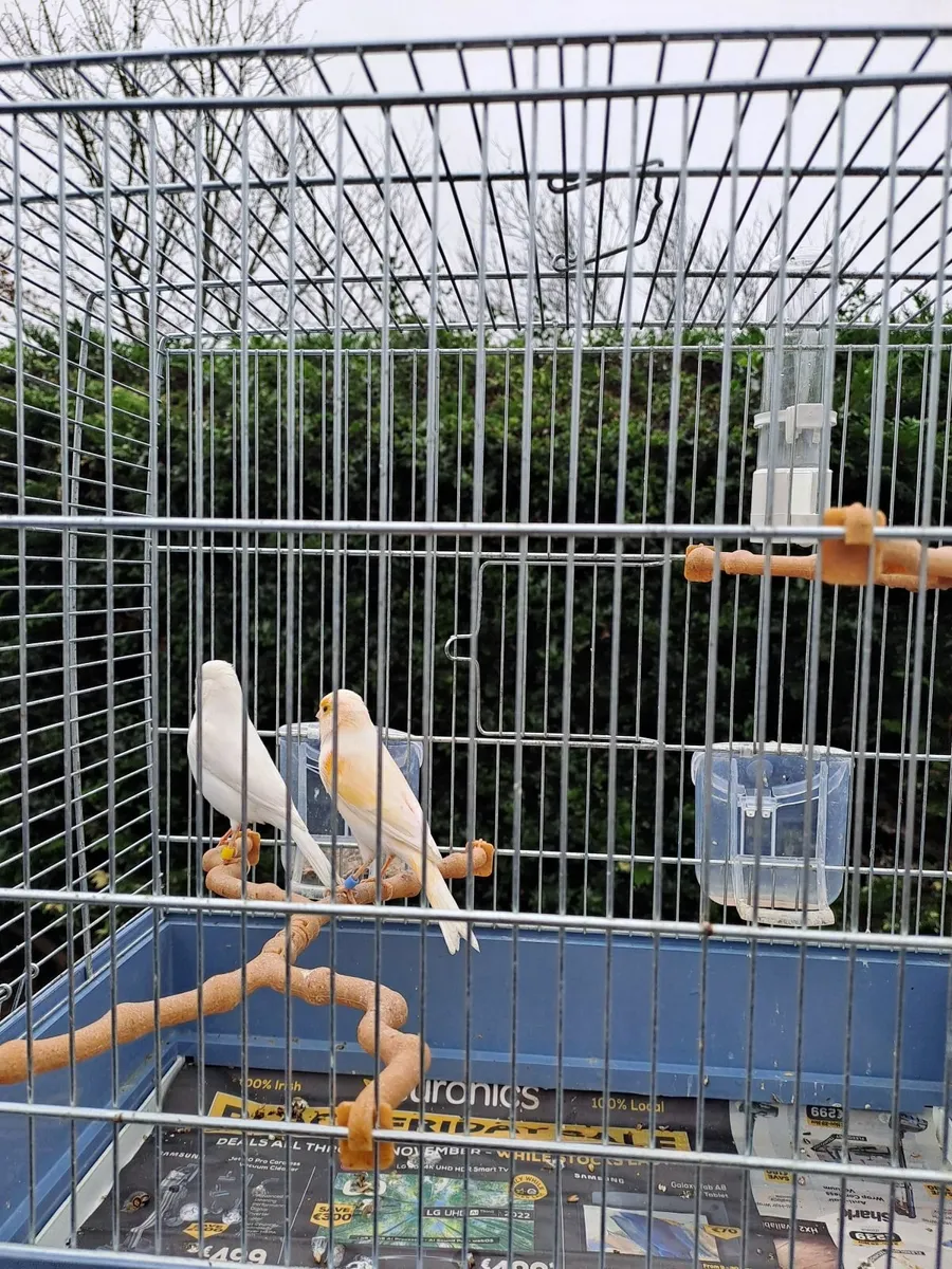 Canaries - Image 2