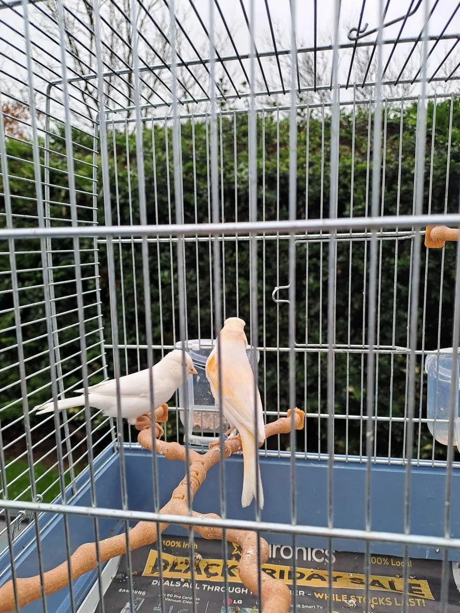 Canaries - Image 3