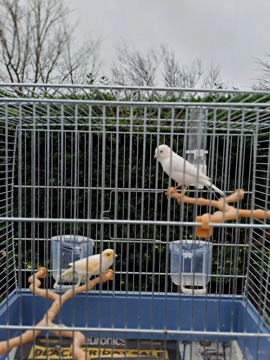 Canaries - Image 4
