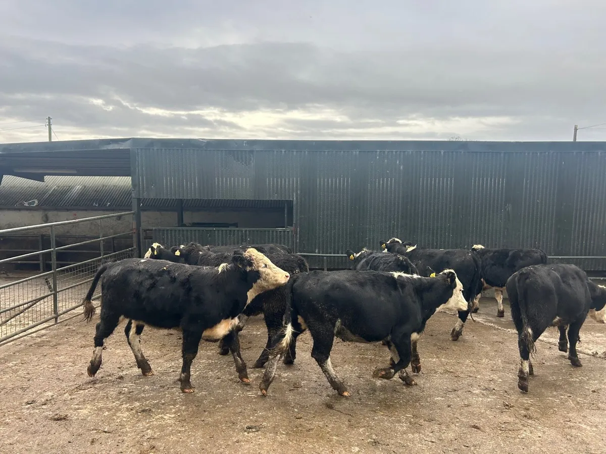 9 super Hereford store  360 kg heifer’s - Image 1
