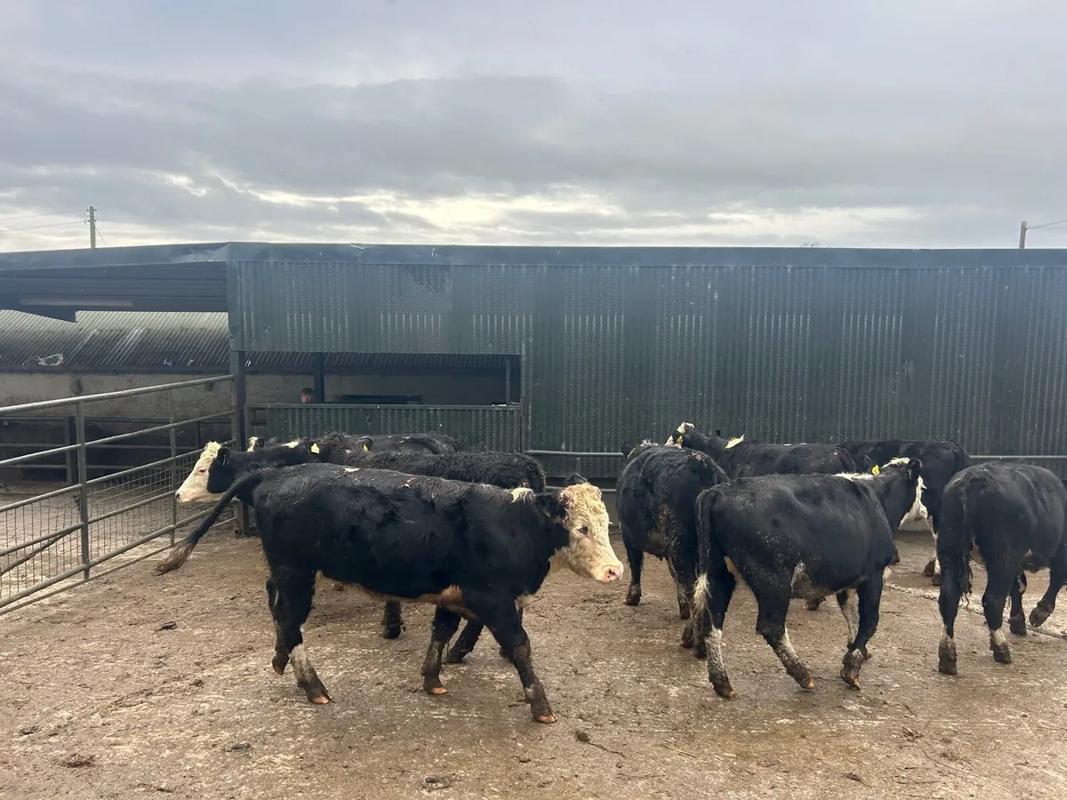 9 super Hereford store  360 kg heifer’s - Image 2