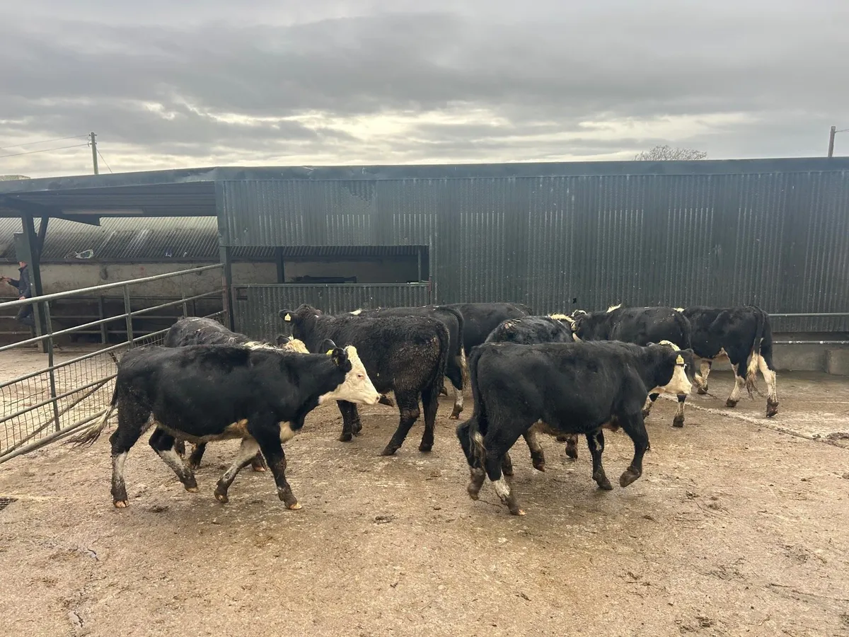 9 super Hereford store  360 kg heifer’s - Image 3