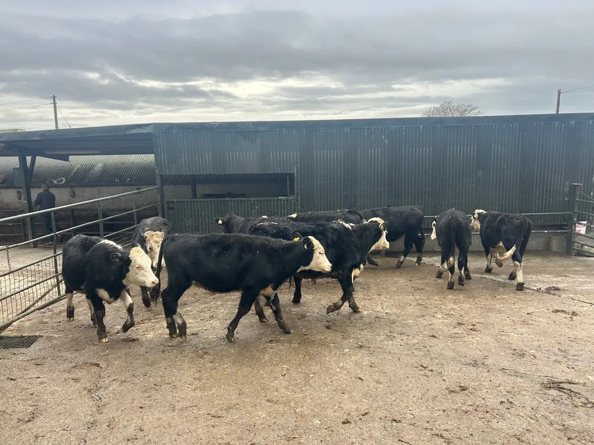 9 super Hereford store  360 kg heifer’s - Image 4