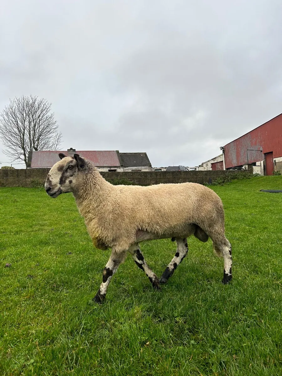 Blue Leicester - Image 3