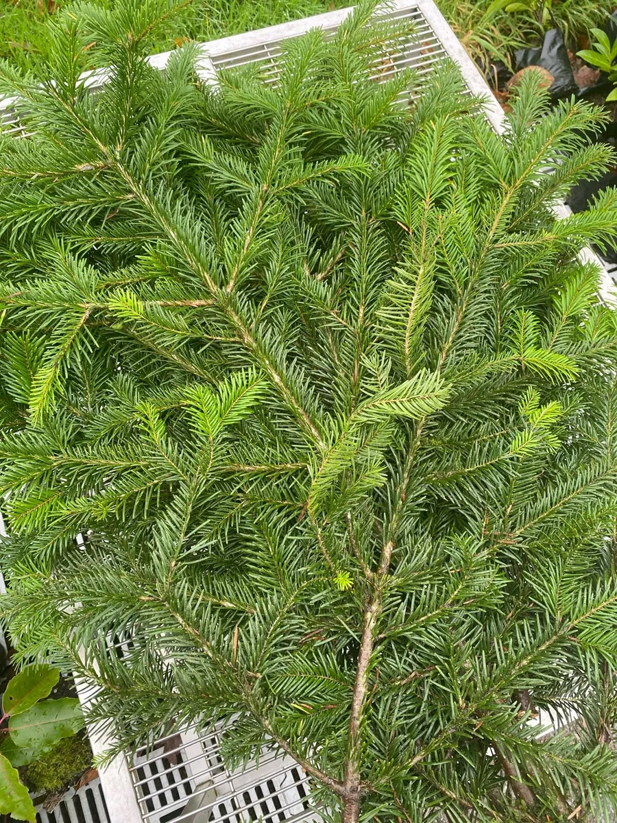 Wreath and Garland Greenery - Image 1