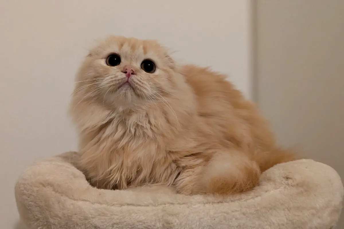 Longhair Scottish Fold kitten - Image 1