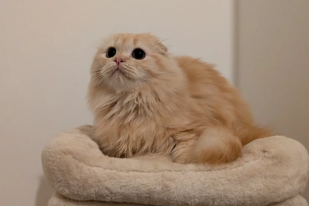 Longhair Scottish Fold kitten - Image 2