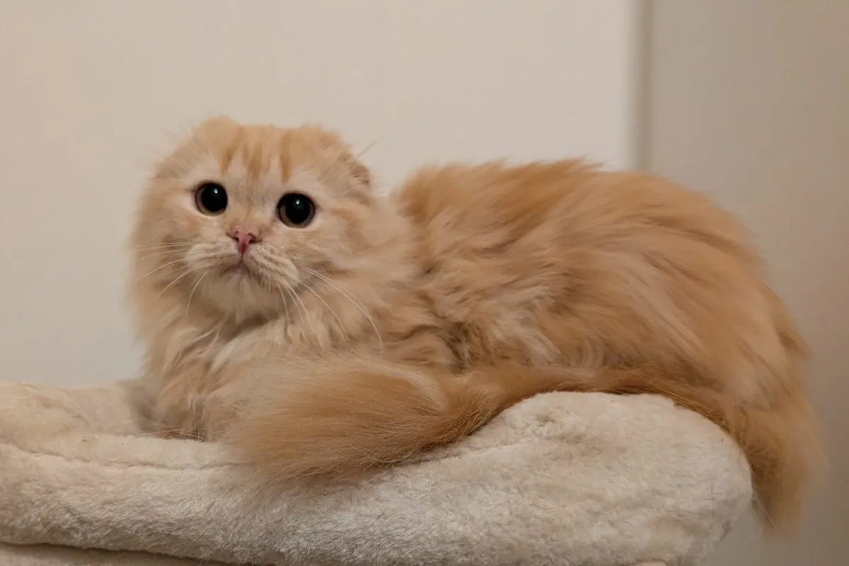 Longhair Scottish Fold kitten - Image 3