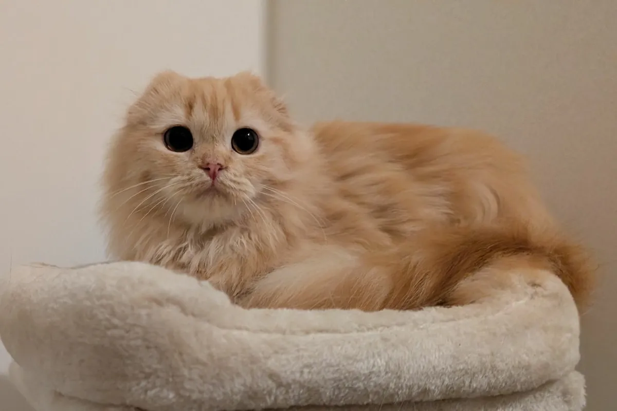 Longhair Scottish Fold kitten - Image 4