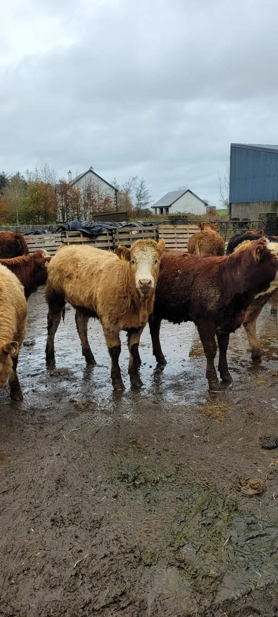 25 Super Quality Lmx and Chx Heifees - Image 2