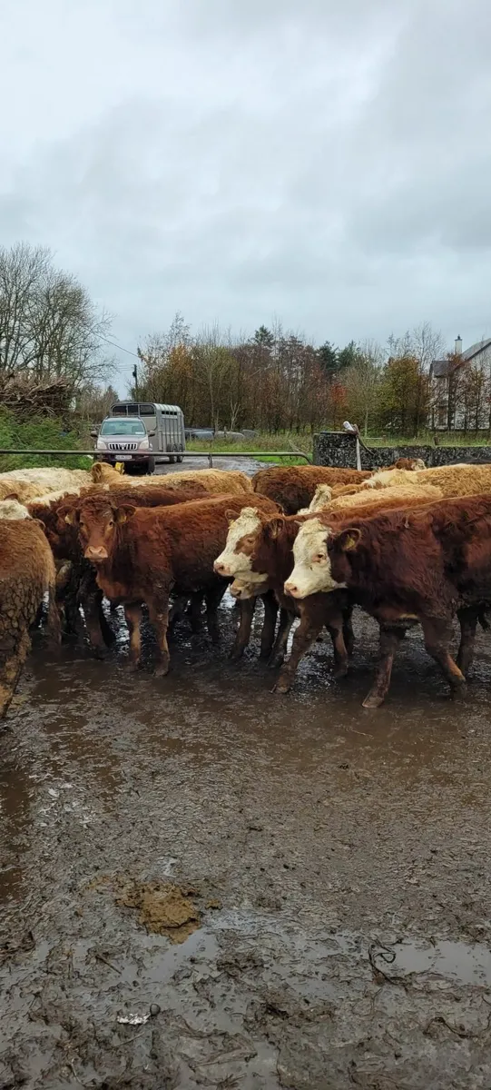 25 Super Quality Lmx and Chx Heifees - Image 4