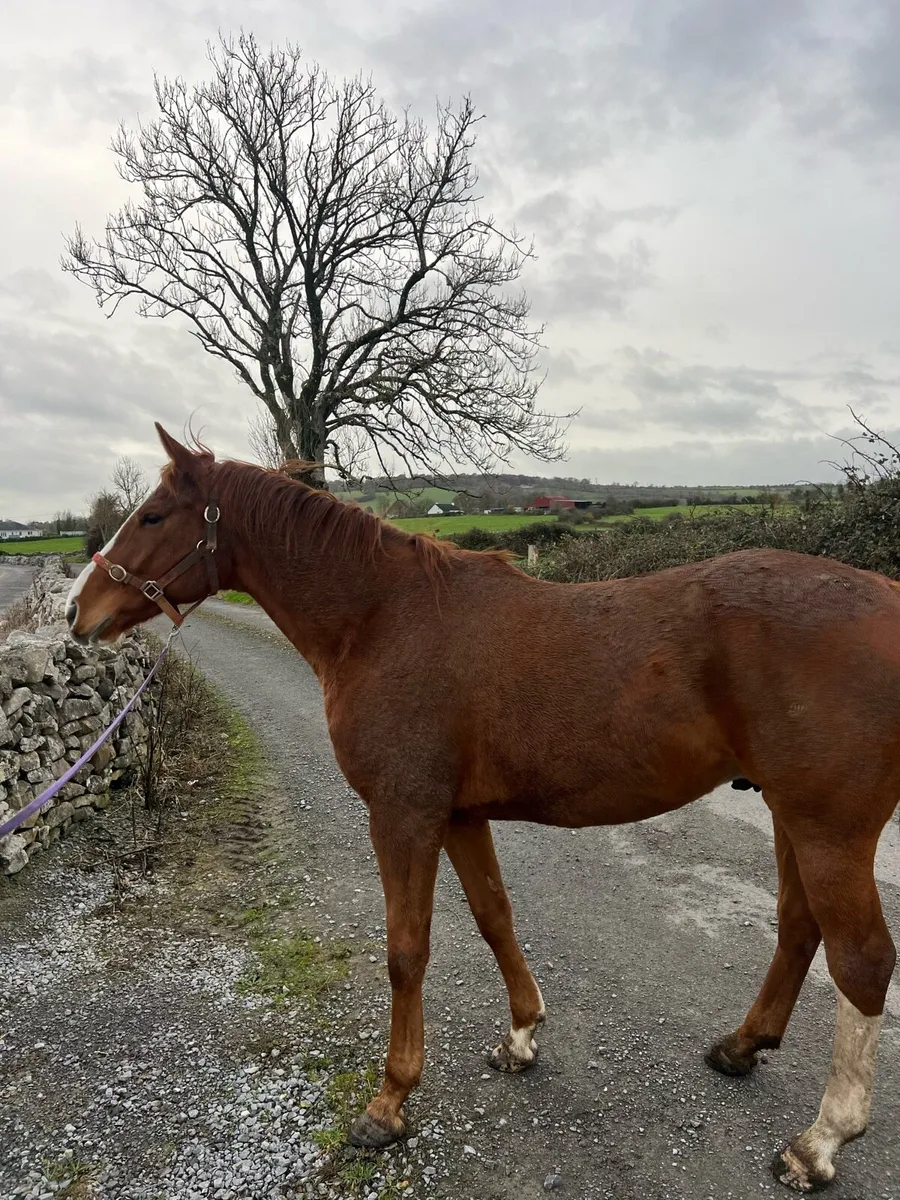 Gelding for sale - Image 1