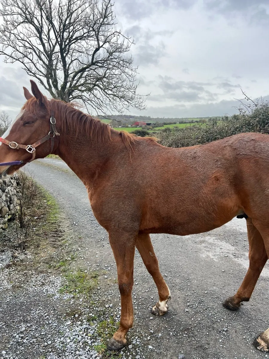 Gelding for sale - Image 2