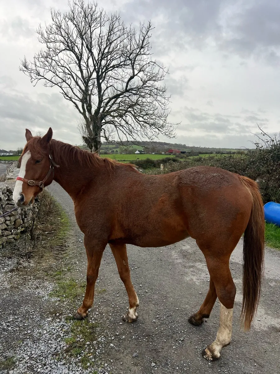 Gelding for sale - Image 3