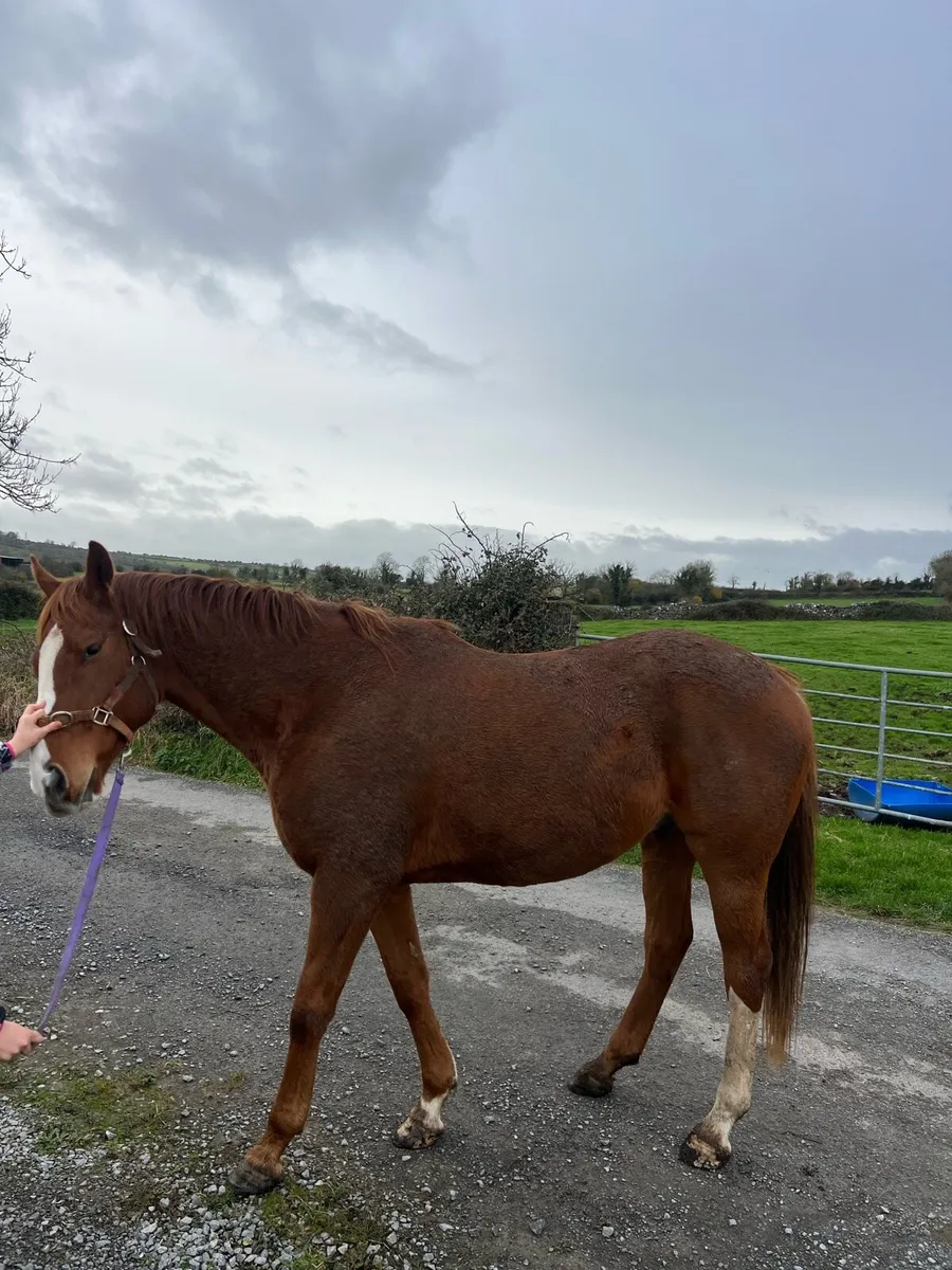 Gelding for sale - Image 4