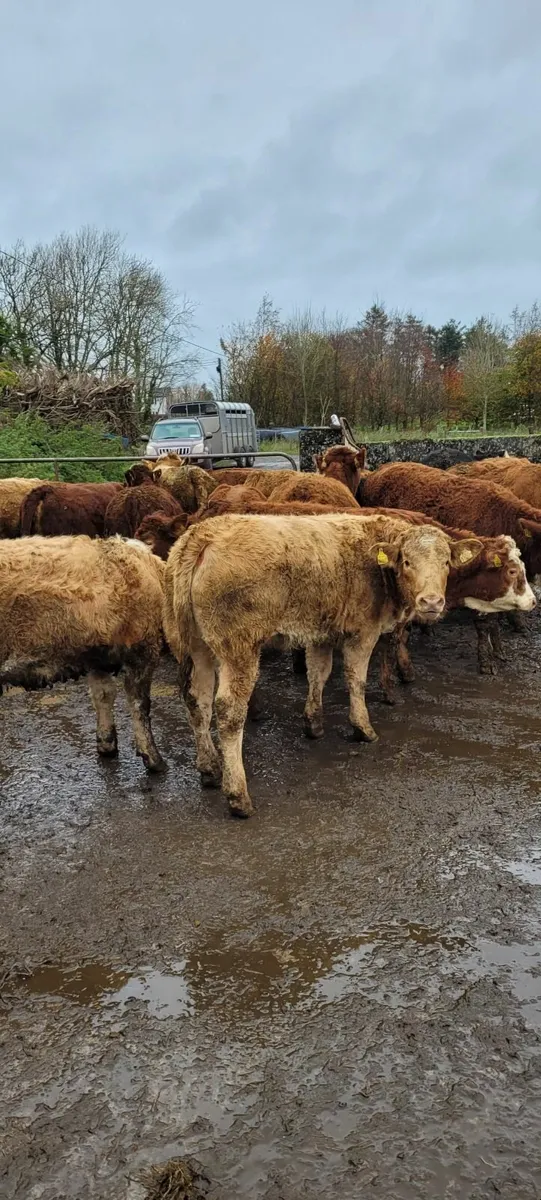 25 Super Quality Lmx and Chx Heifees - Image 1