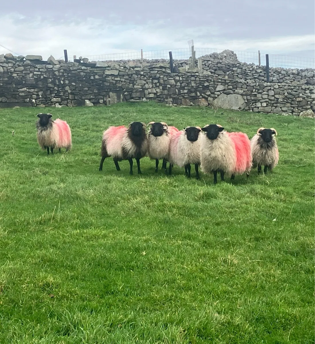 Mayo black face ewe lambs - Image 2