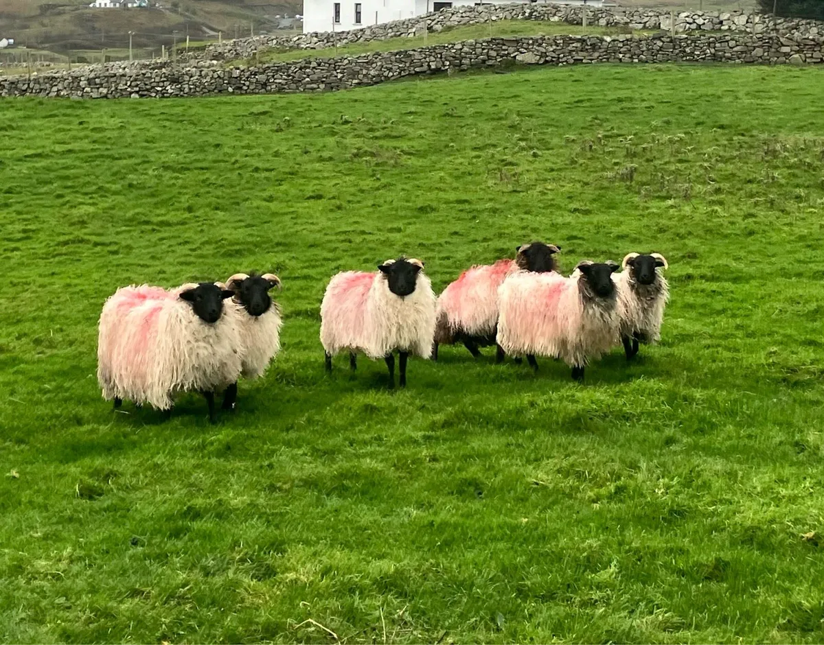 Mayo black face ewe lambs - Image 1