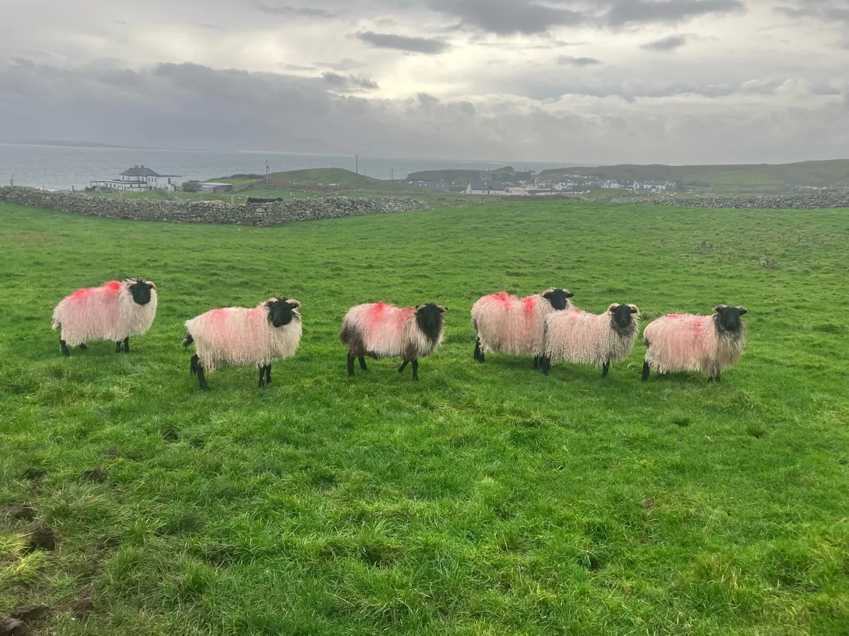 Mayo black face ewe lambs - Image 3
