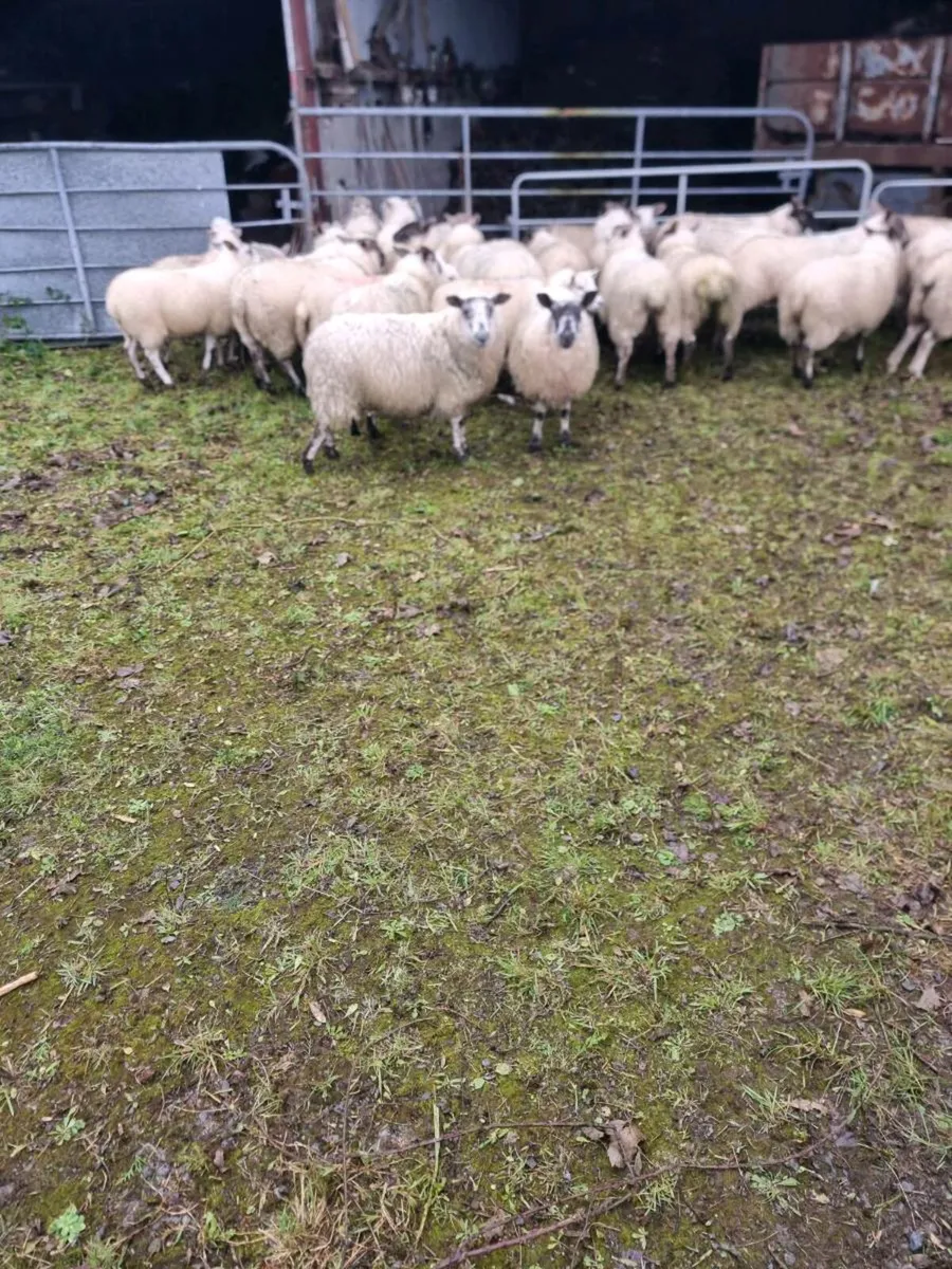 Ewe lambs & Store lambs weather's - Image 1