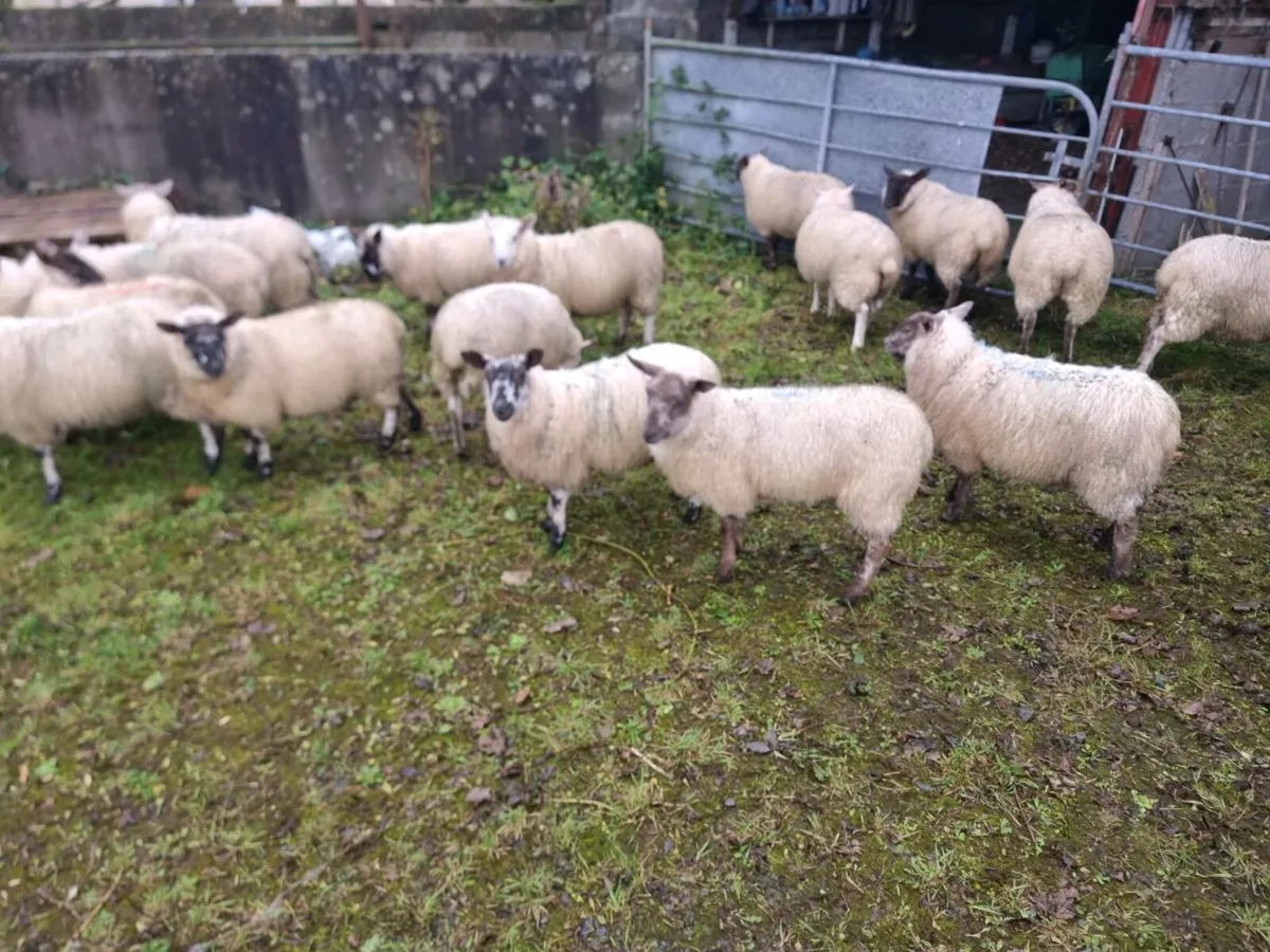 Ewe lambs & Store lambs weather's - Image 2
