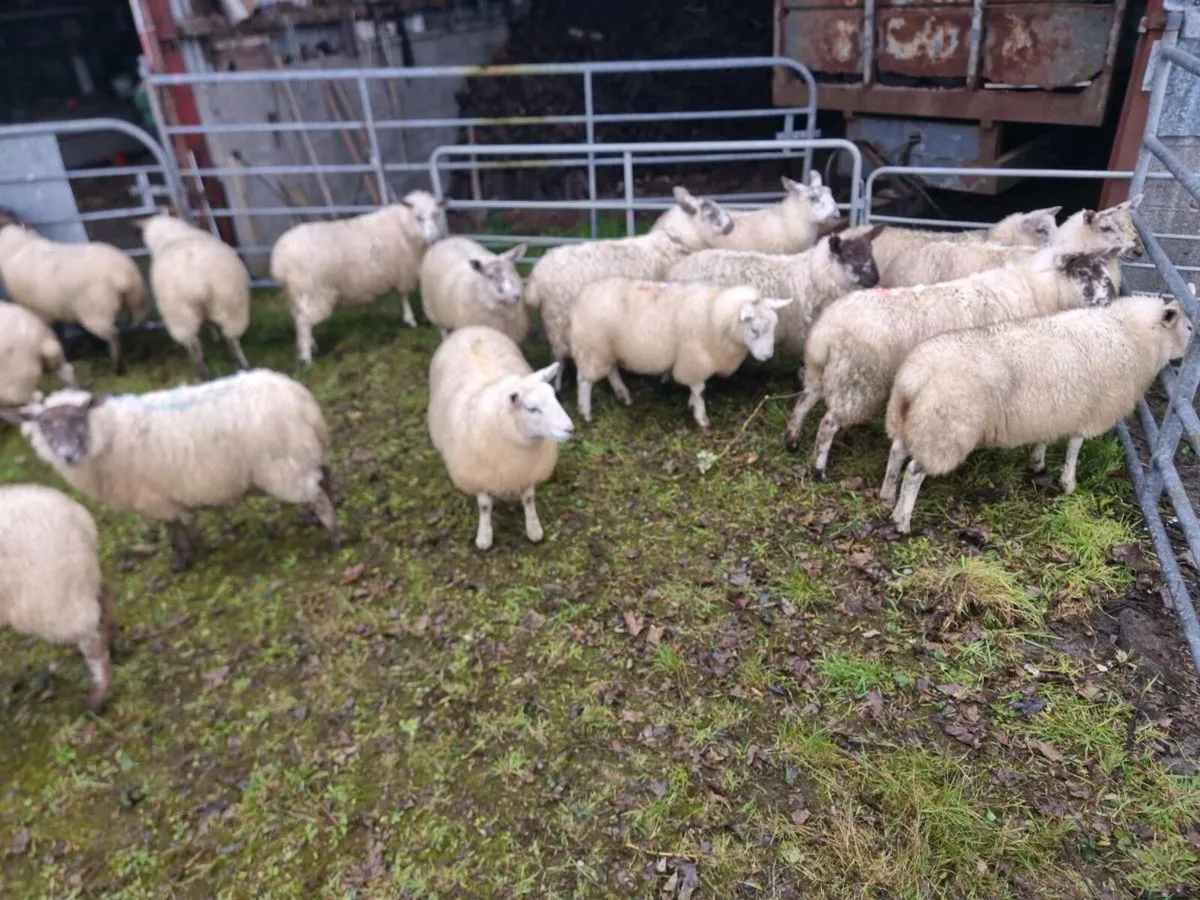 Ewe lambs & Store lambs weather's - Image 3