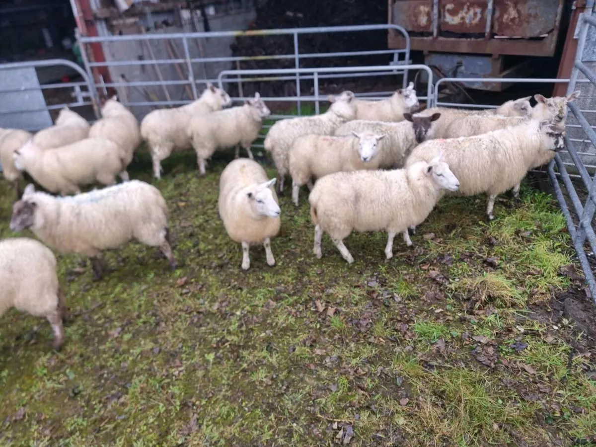 Ewe lambs & Store lambs weather's - Image 4