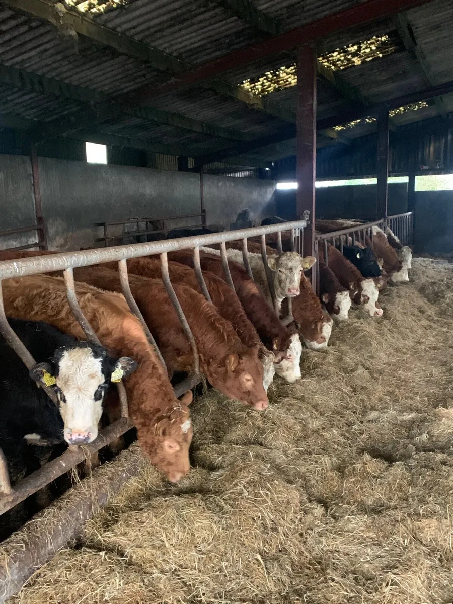 25 Super Quality Lmx and Chx Heifees - Image 3