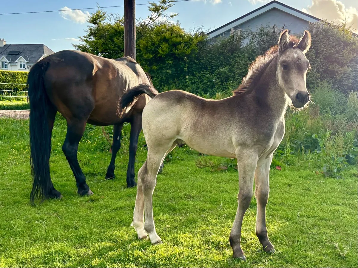Filly & colt foals - Image 3