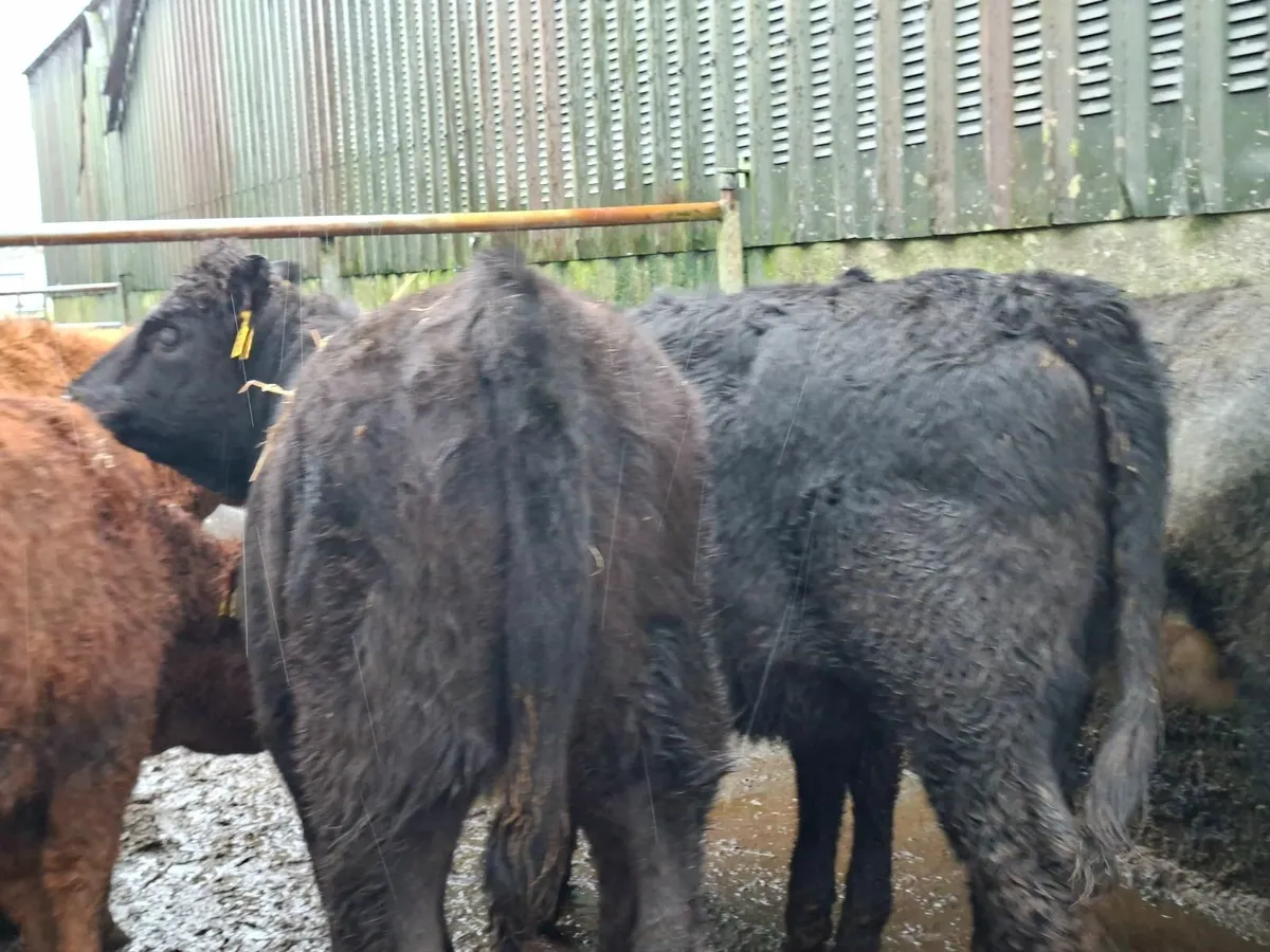 Limousine and Angus Heifers - Image 2