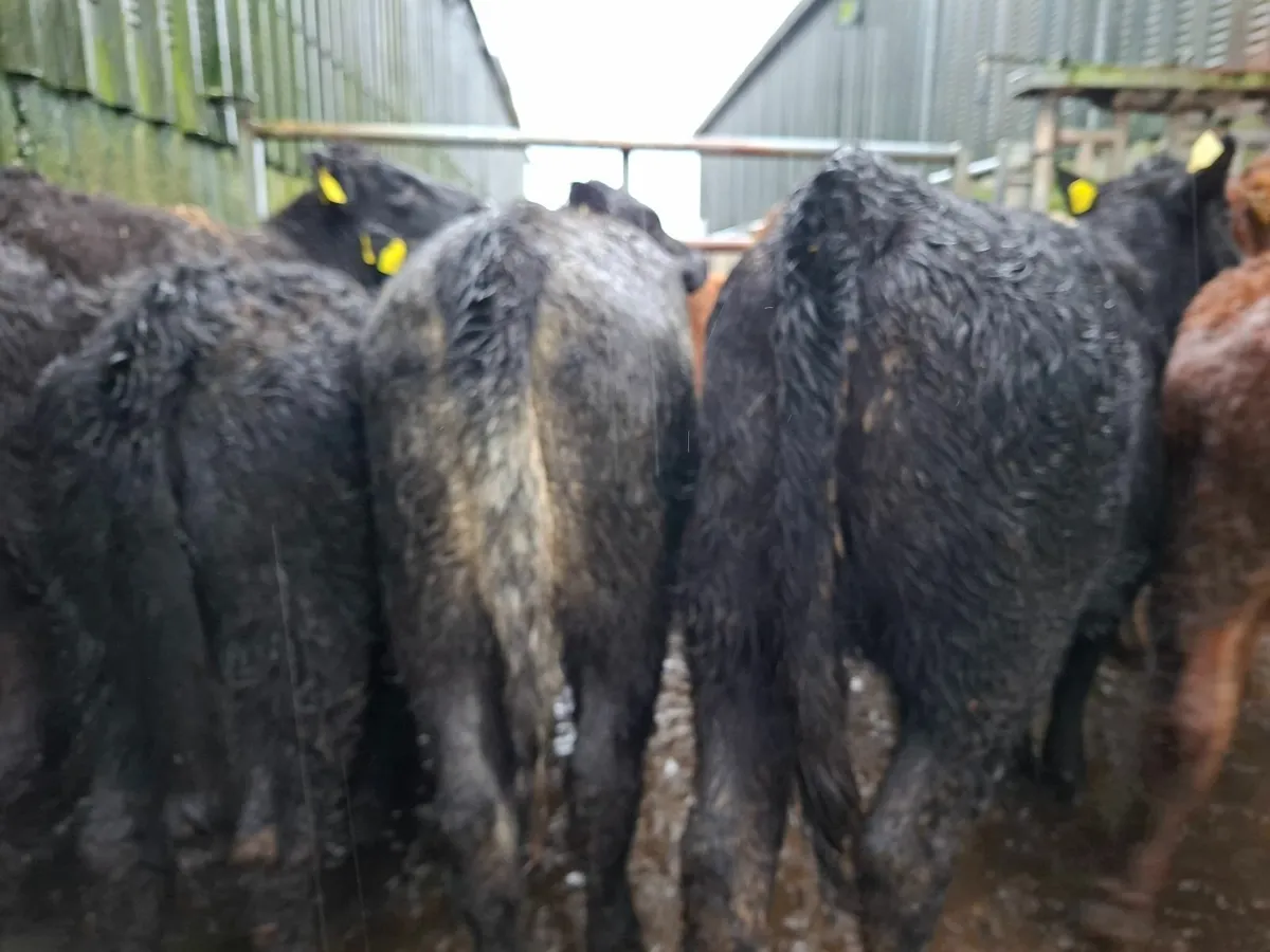 Limousine and Angus Heifers - Image 3