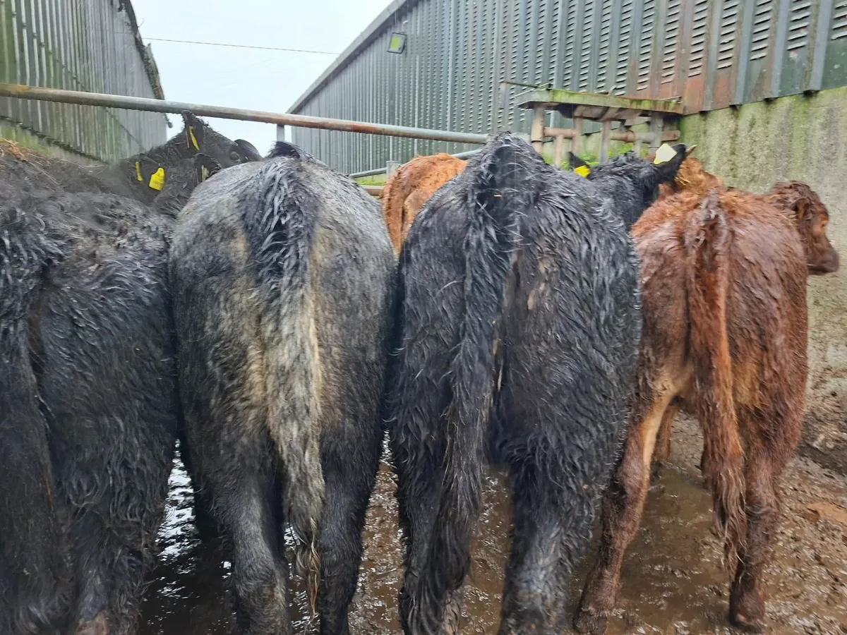 Limousine and Angus Heifers - Image 1