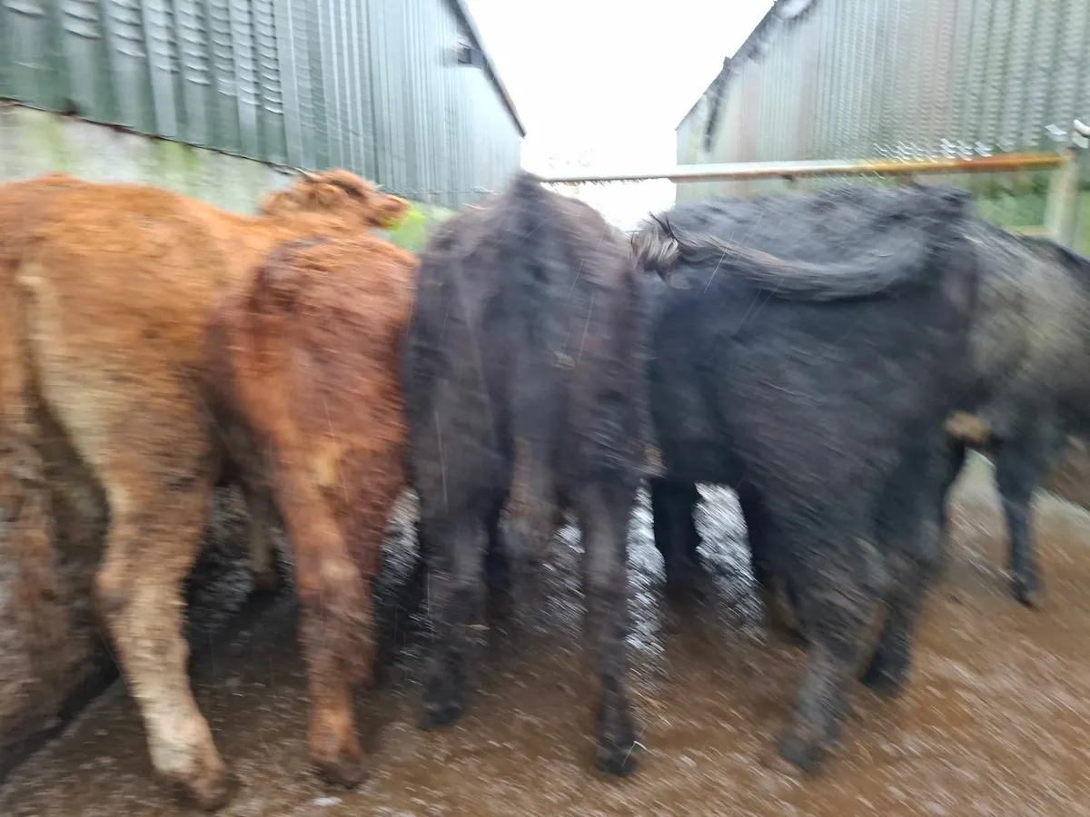 Limousine and Angus Heifers - Image 4