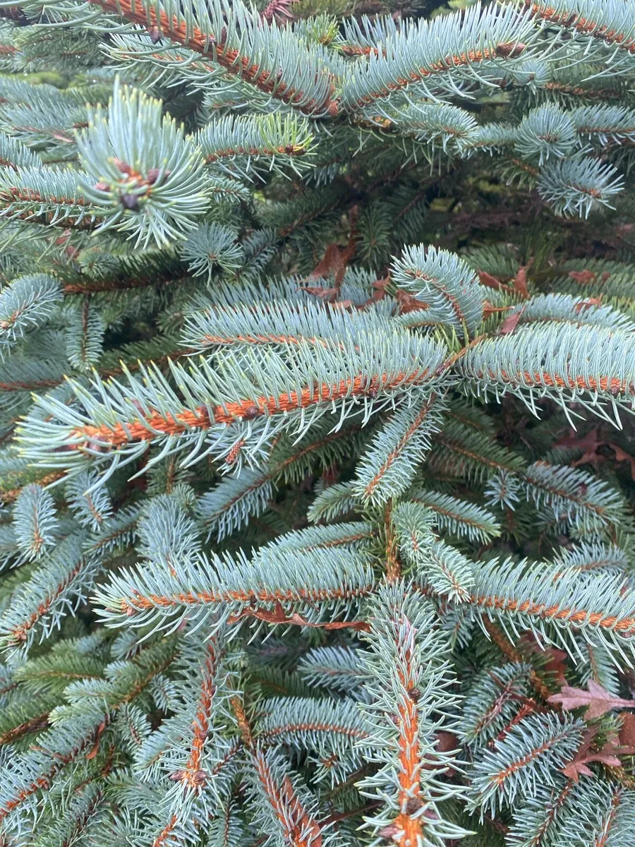 Wreath and Garland Greenery - Image 2
