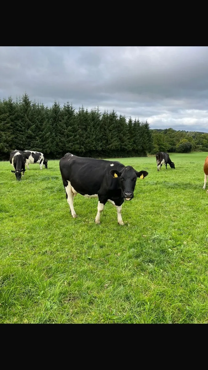 15 young empty cows for sale - Image 1