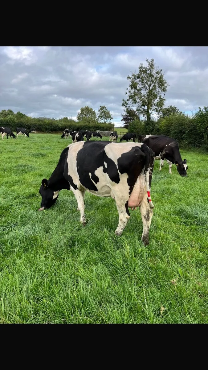 15 young empty cows for sale - Image 2