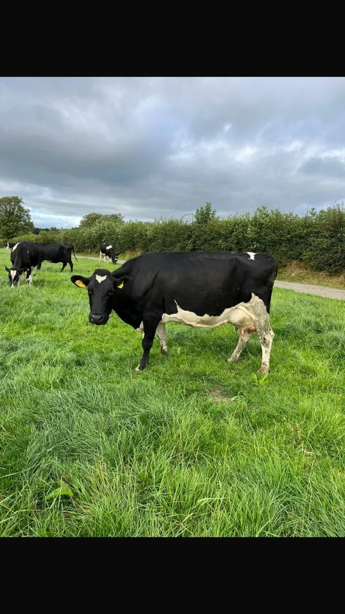 15 young empty cows for sale - Image 3