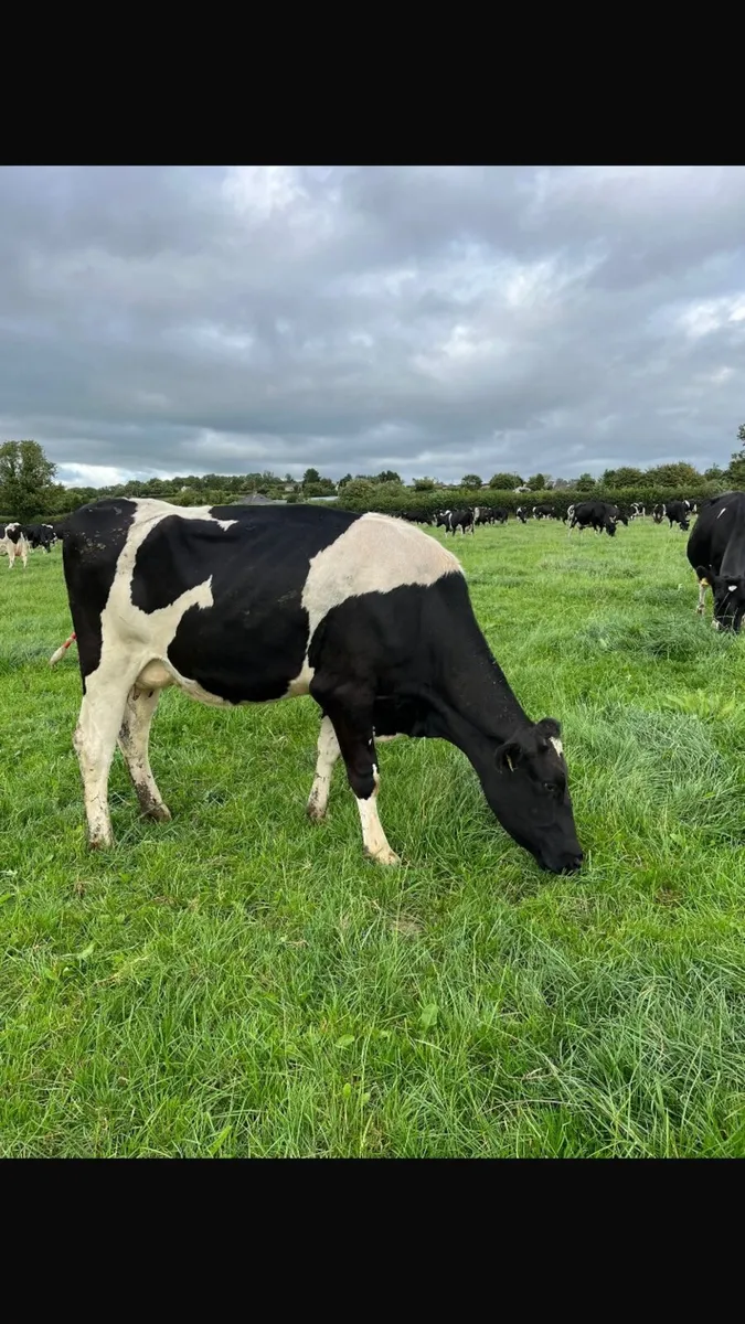 15 young empty cows for sale - Image 4