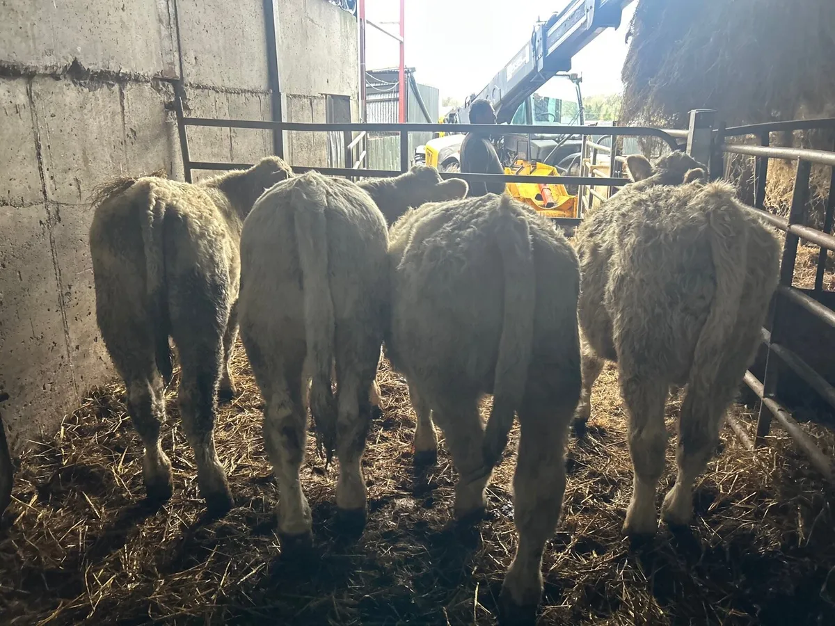 5 super 300 kg charlaois bull weanlings - Image 1