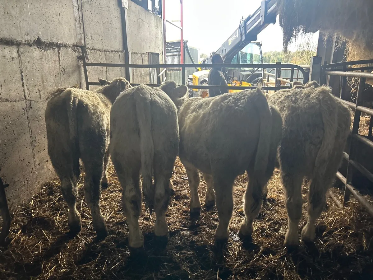 5 super 300 kg charlaois bull weanlings - Image 2