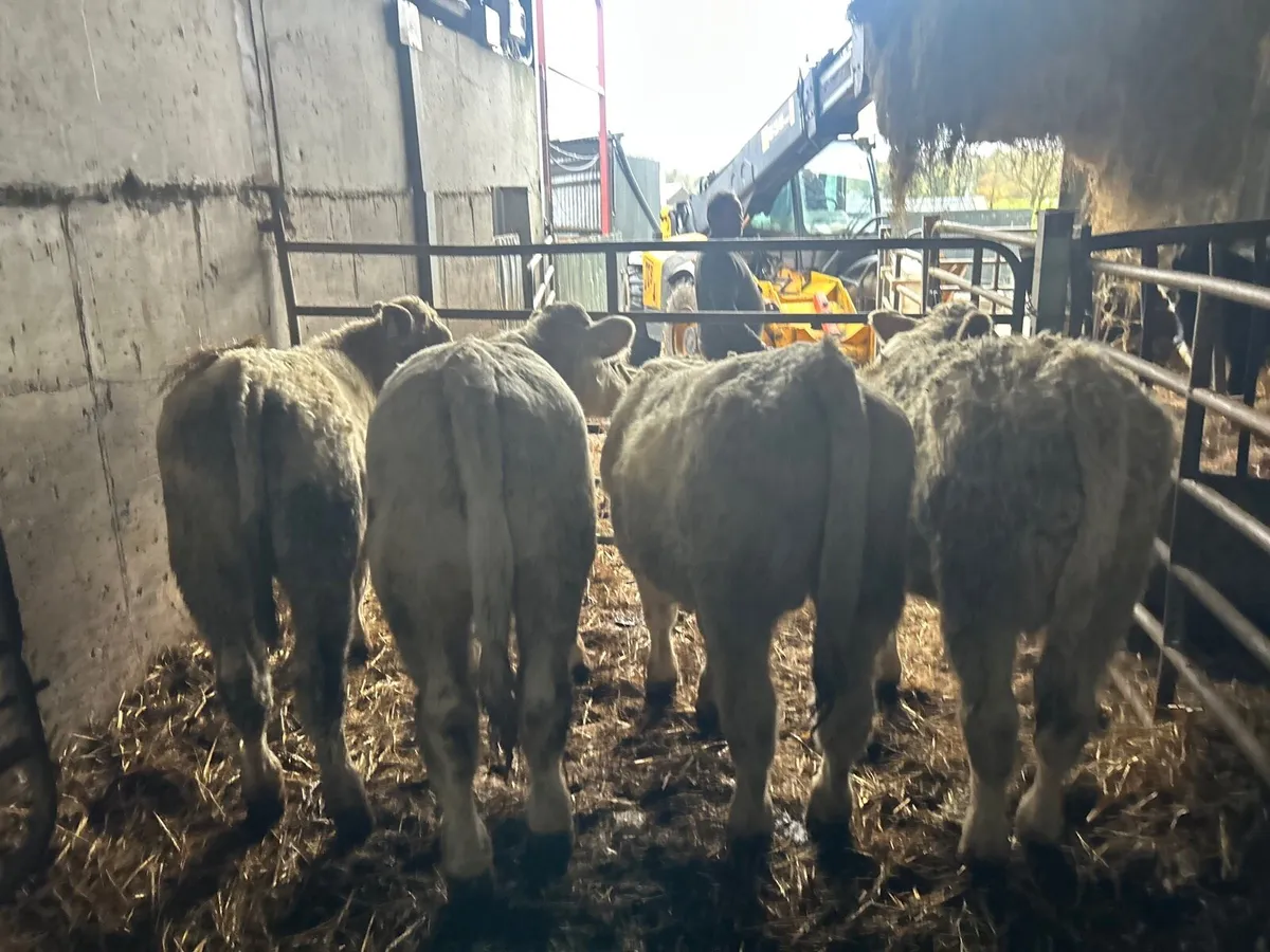 5 super 300 kg charlaois bull weanlings - Image 3