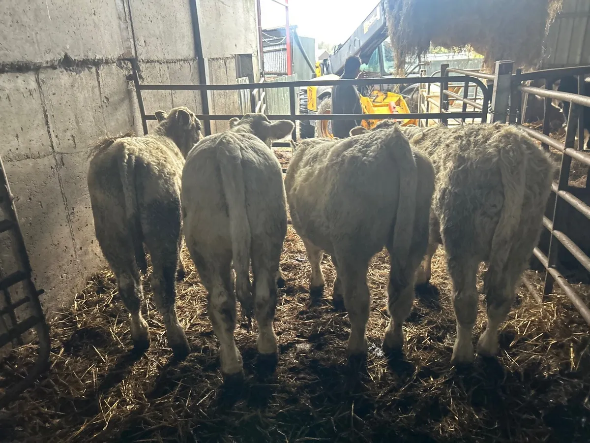 5 super 300 kg charlaois bull weanlings - Image 4