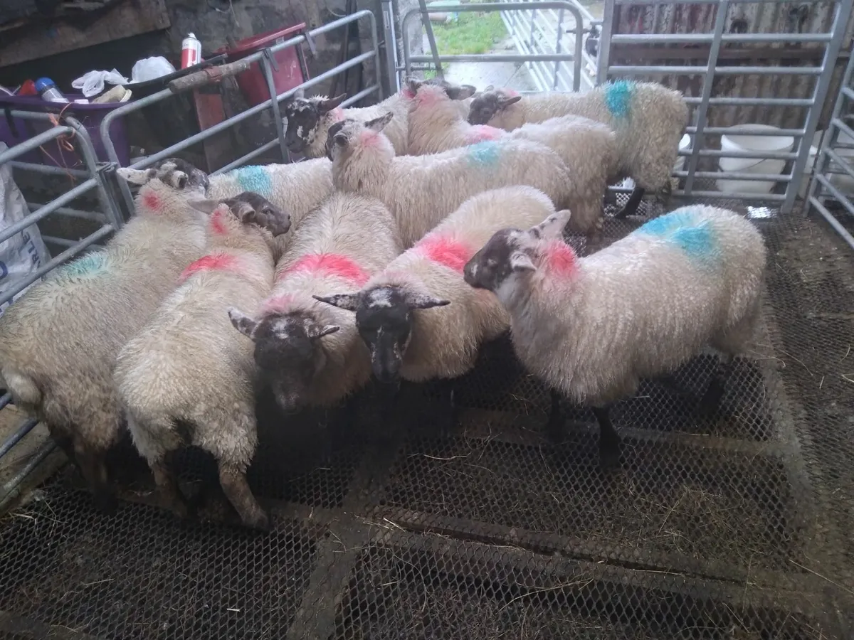 Suffolk Hilltex Cross Ewe Lambs - Image 1